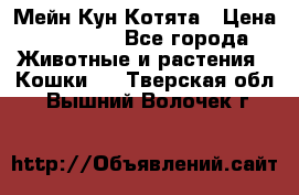 Мейн Кун Котята › Цена ­ 15 000 - Все города Животные и растения » Кошки   . Тверская обл.,Вышний Волочек г.